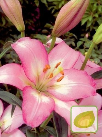 Lilie (Lilium) Samur