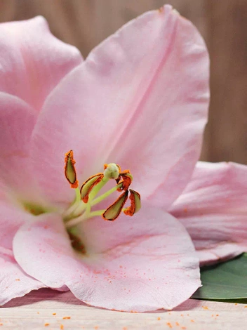 Lilie (Lilium) 'Spring Pink'