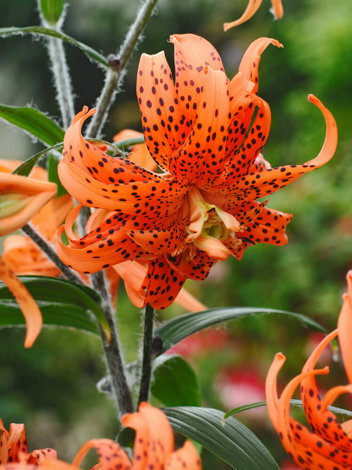 Lilie (Lilium) 'Tigrinum Orange'
