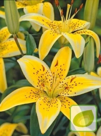 Lilie (Lilium) Yellow Electric
