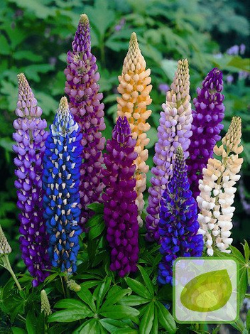 Lupine (Lupinus) Mix