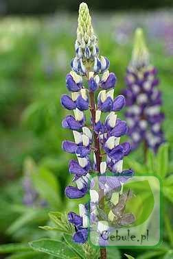 Lupine (Lupinus) Mix