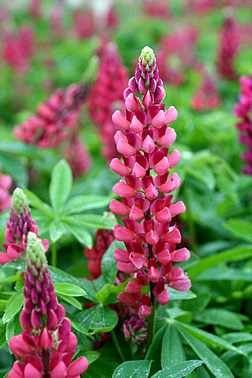 Lupine (Lupinus) rosa