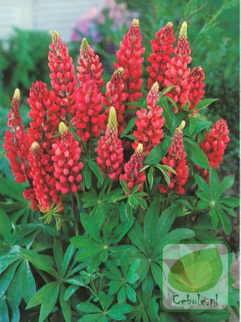 Lupine (Lupinus) rot