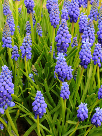 MEGAPACK Armenische Traubenhyazinthe (Muscari armeniacum)