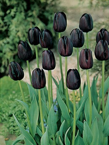 MEGAPACK Tulpe (Tulipa) 'Queen of Night'