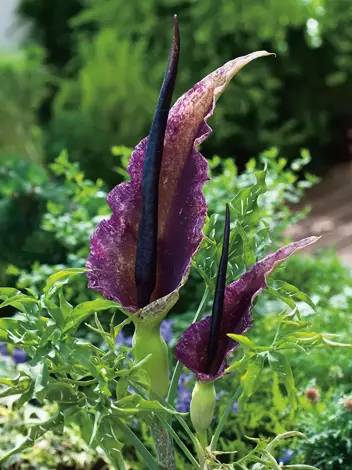 Mexikanische Wunderblume (Arum) Dracunculus