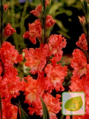 Mieczyk (Gladiolus) Frizzled Coral Lace