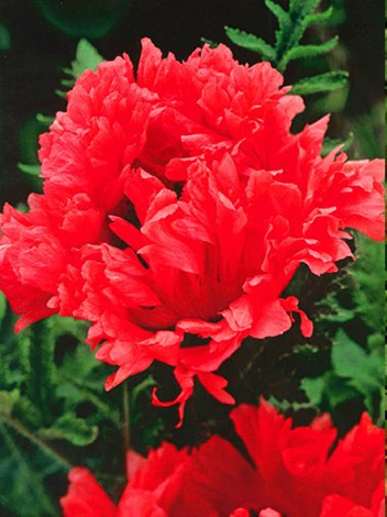 Mohn (Papaver orientale) 'Garden Glorie'