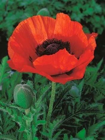 Mohn billig (Papaver) 'Marcus Perry'