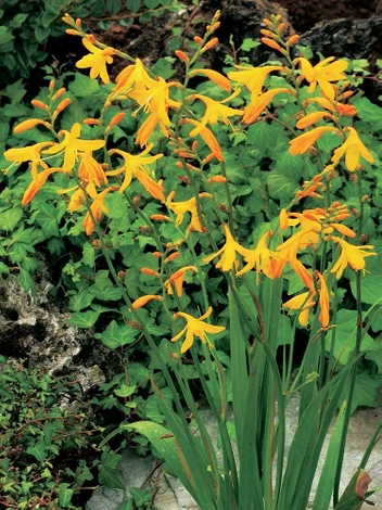 Montbretie (Crocosmia) Davidson
