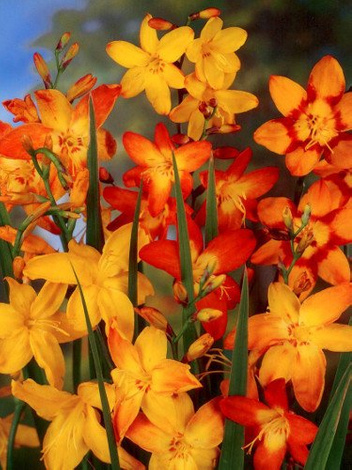 Montbretie (Montbretia)