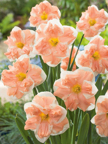 Narzisse (Narcissus) 'Apricot Whirl'