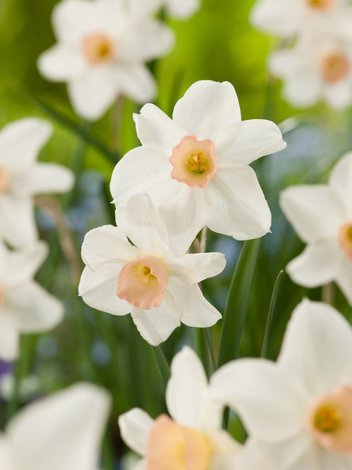 Narzisse (Narcissus) 'Bell Song'