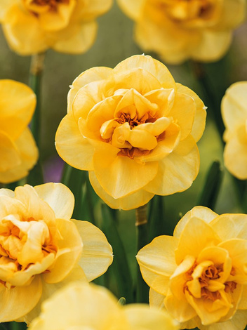 Narzisse (Narcissus) 'Orange Juice' 