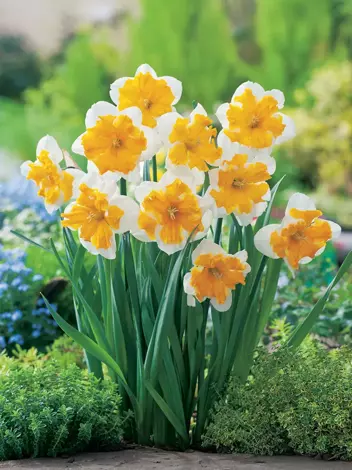 Narzisse (Narcissus) 'Orangery' 3 szt.