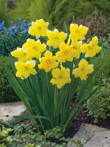Narzisse (Narcissus) 'Pretty In Yellow'
