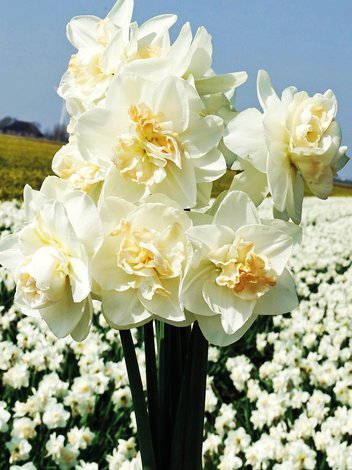 Narzisse (Narcissus) 'Tender Beauty'
