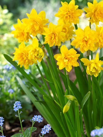 Narzisse (Narcissus) 'Tete Boucle'