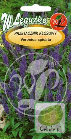 Nasiona Przetacznik Kłosowy - Veronica Spicata
