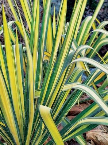 Palmlilie (Yucca) Color Guard