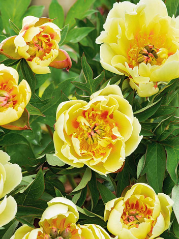 Pfingstrose ITOH (Paeonia ITOH hybrid) 'Border Charm'