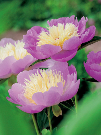 Pfingstrose (Paeonia) 'Bowl of Beauty'