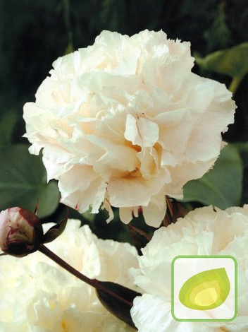 Pfingstrose (Paeonia) Shirley Temple