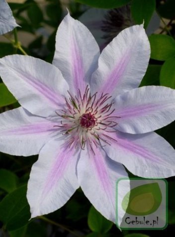 Powojnik (Clematis) Nelly Moser