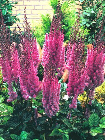 Prachtspiere (Astilbe chinensis) 'Superba'
