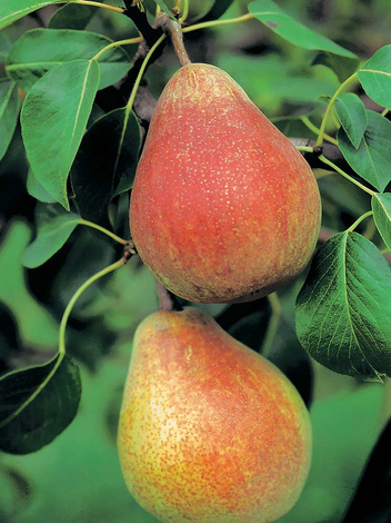 Pyrus communis 'Clapp's Favourite' 