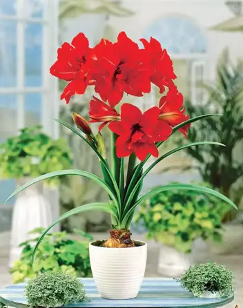 Rittersterne (Hippeastrum) Red Peacock