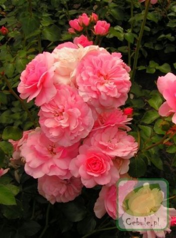 Róża (Rosa) Bonica