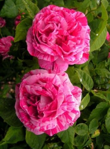 Róża (Rosa) Ferdinand Pichard