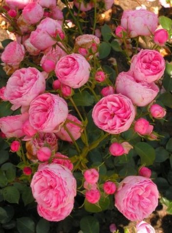 Róża (Rosa) Pomponella