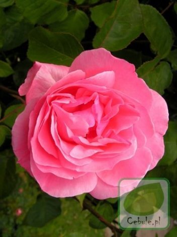 Róża (Rosa) Queen Elizabeth