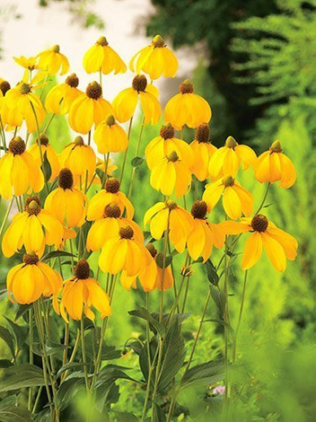 Rudbekia (Rudbeckia nitida) 'Herbstsonne'