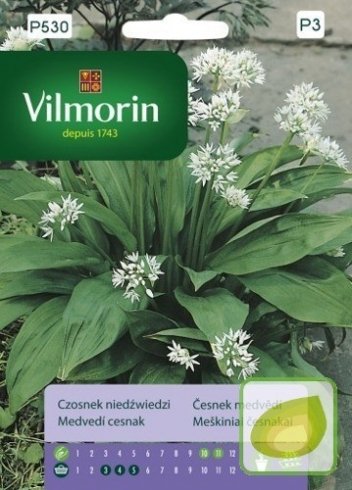 Samen Bärlauch (Allium ursinum)