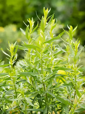 Samen Estragon (Artemisia Dracunculus)