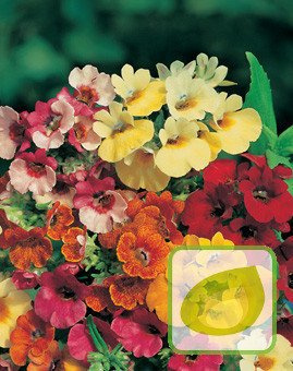 Samen Nemesis (Nemezis strumosa) mix