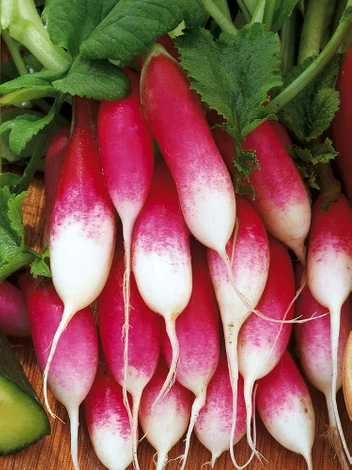 Samen Radieschen 'De Dixhuit Jours' (Raphanus sativus)