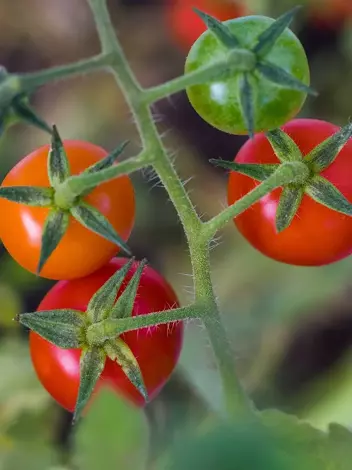 Samen mini Tomaten 'Gartenperle' 