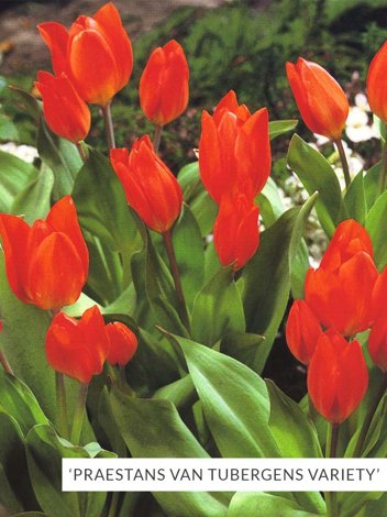 Satz Botanische Tulpen