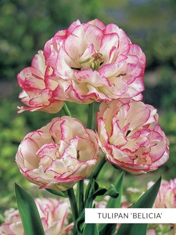 Satz Gefülltblühende Strauß-Tulpen