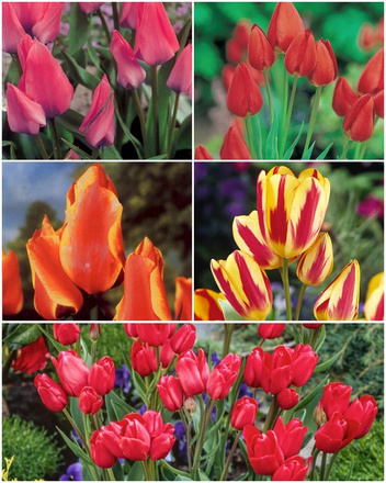 Satz Strauß-Tulpen