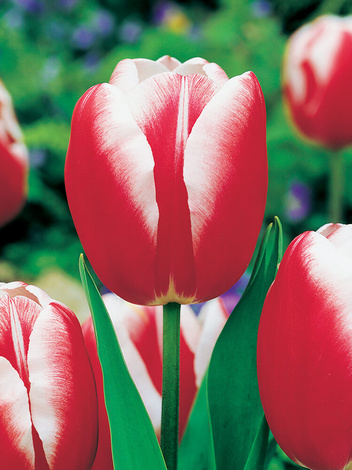 Satz Tulpen Triumph bunt 25 St.