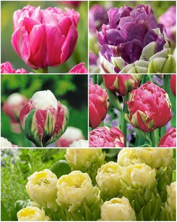 Satz ungewöhnliche Tulpen 