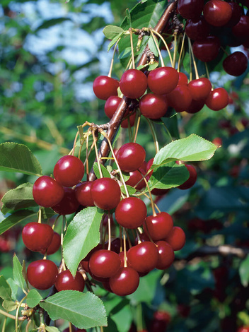 Sauerkirsche (Prunus cerasus) 'Łutówka'