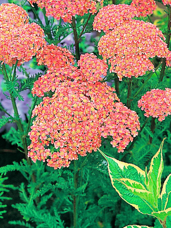 Schafgarbe (Achillea) 'Altrosa'