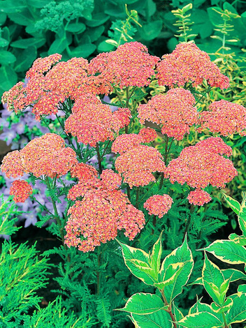 Schafgarbe (Achillea) 'Altrosa'